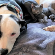 Kitten Adopted By Pitbull Owners Thinks She’s One Of The Dogs