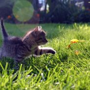 Kitten Amusingly Shows Talent for Walking on a Tightrope While Carrying Its Motivation