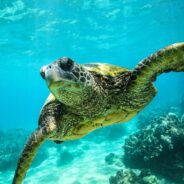 Loggerhead Turtles Could Soon Gain Protection Under the Endangered Species Act