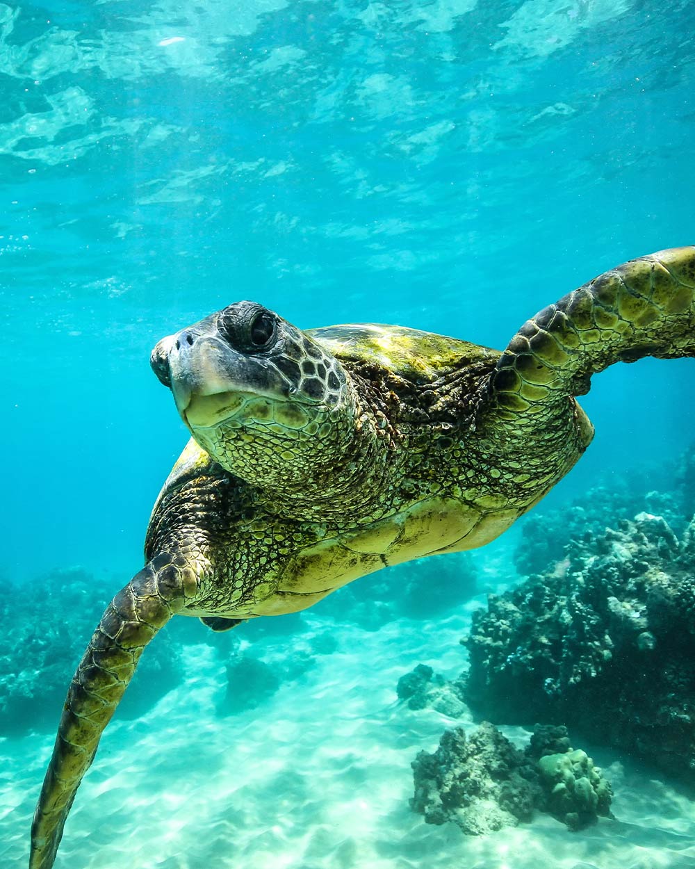 Loggerhead Turtles Could Soon Gain Protection Under the Endangered ...