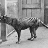 Long-Lost Tasmanian Tiger Remains Rediscovered in Museum