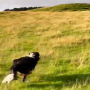 Man Films Border Collie Running Through “Doggy Heaven” In Sweet Viral Video