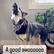 Man Makes Short but Sweet YouTube Video Featuring a List of His Dog’s Favorite Things