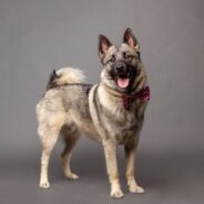 Meet the Brave Norwegian Elkhound