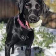 Meet the Multi-Talented Labrador Retriever!