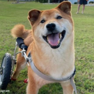 Meet The World’s Cutest Rescue Dog, Gordon The Shiba Inu