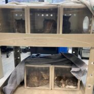 More Than 40 Neglected Cats and Kittens Rescued From Washington Home