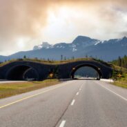 Most Wildlife Bridges Are Too Narrow, According to New Study