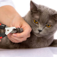 Nail Care for Cats