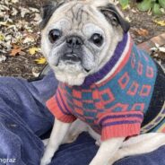 Noodle The Pug, Famous For “Bones or No Bones” Days, Has Passed Away