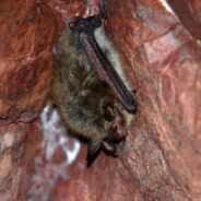 Northern Long-Eared Bat Now Classified as Endangered Under the Endangered Species Act