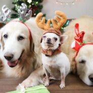 One of Santa’s Reindeer… or a Dog? Study Finds Plenty of Dogs Have Holiday-Themed Names