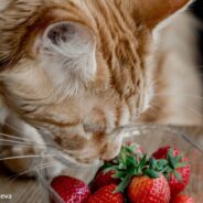 Orange Rescue Cat Loves To Cuddle With Fresh Strawberries