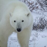 Polar Bear Cub Captured in Alaska Will Live in Zoo