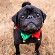 Pretty in Pink, CuppaPug Cafe’s Pint-Sized Pack of Pugs Decked Out for the Holidays