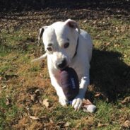 Puppy Mill Mother Dog Struggles to Find Home Despite Lovable Nature