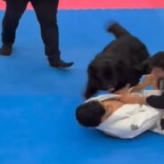 Random Dog Shows Up At Jiu Jitsu Competition And Steals The Show