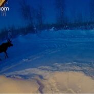 Rare Display of Moose in Alaska Shedding Antlers, Video Goes Viral