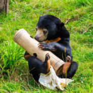 Redditor Claims That Sun Bears Are, In Fact, Not Actual Bears