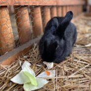 Redditors Exchanged Funny Comments About a Bunny Munching on a Lettuce Bigger Than Its Size