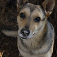 Rescue Dog Warms Heart of His Grieving Human When He Picks Up Habit of Her Old Dog