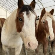 Rescuers Rush To Save 18 Neglected and Sick Horses From Farm In Massachusetts