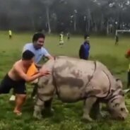 Rhino Surprisingly Appeared Amidst a Fun Soccer Game and Won’t Walk Leave the Field