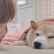 Shiba Inu Who Inspired “Doge Meme” Faces Serious Illness