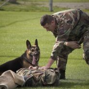 Shortage of Bomb-Sniffing Dogs Currently Impacting the U.S.