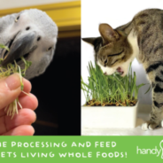 Skip the Processing, Feed Your Pets a Living Food Nutrient-Rich Diet