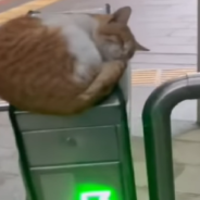 Sleeping Cat Blocks Commuters By Napping On Transit Card Scanner