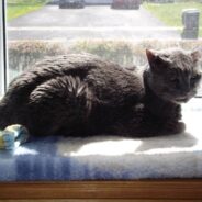 Stray Cat Takes Years to Warm Up, Finally Settles in the Lap of Neighbor Who Looked After Him