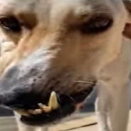 Stray Dog With An Unusual Face Finally Gets A Forever Home