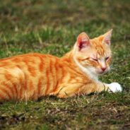 Stray Kitten Falls Into Lap of Woman Living Without Pets for the First Time in Years