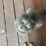 Stray, or Possibly Lost, Cat Surprises Cat Sitter Caring for Two Other Felines