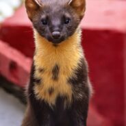 The Adorable Pine Marten Is Making a Comeback in England