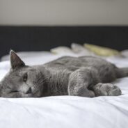 The Beauty of Korat Cats and What to Know About Them