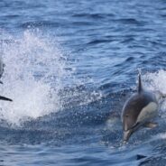 The Brains of Stranded Dolphins Show Signs of Alzheimer’s