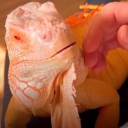 The Daily Routine of a Blind Orange Dragon and Its Incredible Bond with a Human