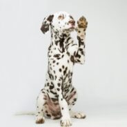 The Dalmatian