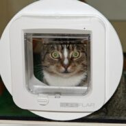 The History of the Cat Flap is Not Necessarily What You’d Think