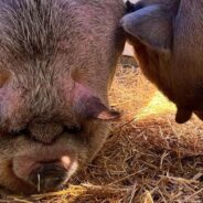 They Were Morbidly Obese When They Arrived — See How Kunekune Pigs Nina And Otis Are Thriving In Their New Home