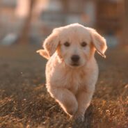 This Adorable Dog Aspires to be Part of a Horse Parade and Cutely Sneaks into the Line-Up