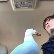 This Duck Was Being Chased by Geese and Got Rescued by Her Future Human Best Friend