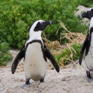 This Parking Lot Conversation Between a Senior Lady and a Penguin Intrigues the Internet