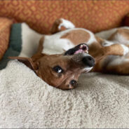 This Shelter Pays Pet Deposits and Pet Rent for Anyone Who Needs It