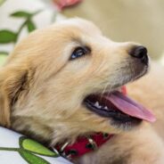 This Short Clip Radiates Sunshine as a Group of Golden Retrievers Descend from a Mall Escalator in Brazil