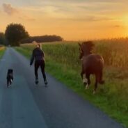 This Woman Takes Her Dog and Horse Out for a Skate Instead of a Walk