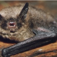 Thousands of Bats in Houston Needed Rescuing From Freezing Temps, Hundreds Released Today