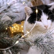 Tinsel Accounts for More Veterinarian Visits During the Holidays than Almost Any Other Reason